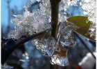 Frost, Eiszapfen an der Pflanze