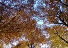 bunte Bäume mit Blick auf den Himmel